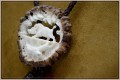 bolo-011-01